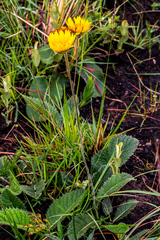Berkheya setifera