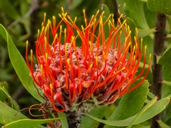 Leucospermum × hybridum