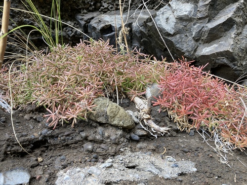 Polycarpaea smithii image