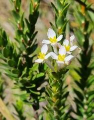 Gnidia tomentosa