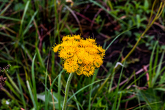 Berkheya umbellata