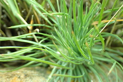Psammotropha myriantha