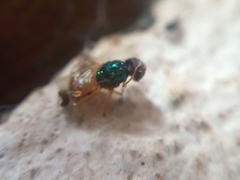 Microchrysa
