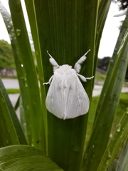Lymantriinae