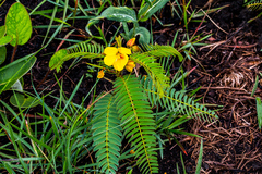 Chamaecrista comosa comosa