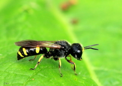 Crabroninae