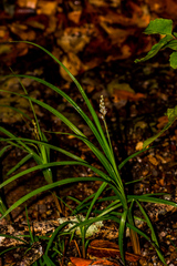 Chlorophytum saundersiae