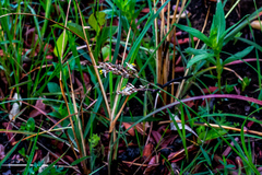 Chlorophytum saundersiae