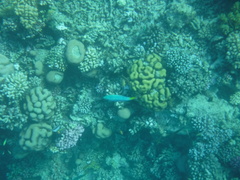 Caesio lunaris