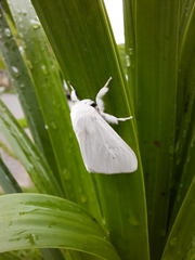 Lymantriinae