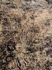 Salsola tragus