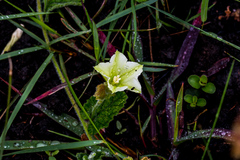 Convolvulus natalensis
