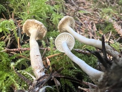 Hygrophorus piceae