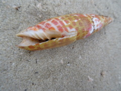 Mitra mitra