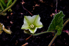 Convolvulus natalensis
