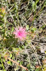 Diastella divaricata divaricata