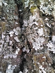 Physconia enteroxantha