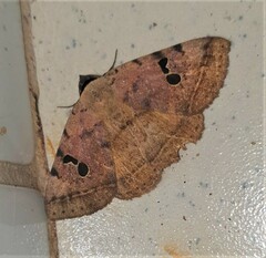 Hypopyra carneotincta