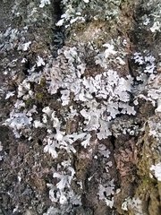 Physconia enteroxantha