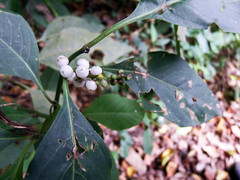 Deeringia polysperma