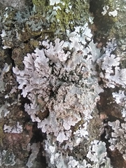 Physconia enteroxantha