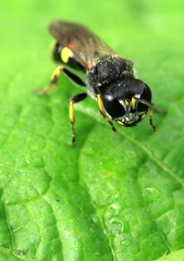 Crabroninae