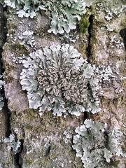 Physconia enteroxantha