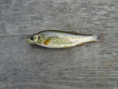 Rhynchocypris percnurus