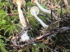 Hygrophorus piceae