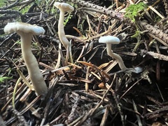 Hygrophorus piceae