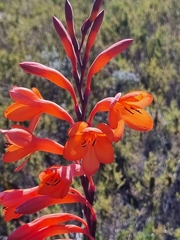 Watsonia tabularis