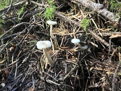 Hygrophorus piceae