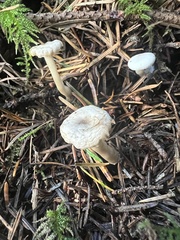 Hygrophorus piceae