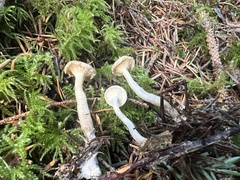 Hygrophorus piceae