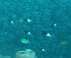 Pycnochromis dimidiatus
