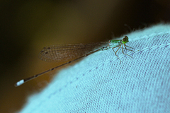 Pseudagrion glaucum