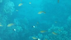 Chromis weberi