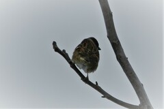 Passer montanus montanus