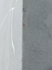 Formicidae