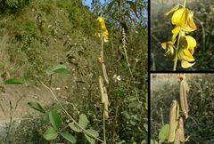 Crotalaria pallida