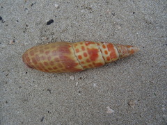 Mitra mitra