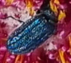 Melyris