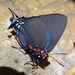 Great Purple Hairstreak - Photo (c) jmbearce, some rights reserved (CC BY-NC), uploaded by jmbearce