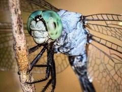 Orthetrum luzonicum