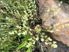 Psammotropha myriantha