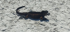 Iguanidae