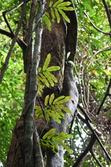 Lygodium salicifolium