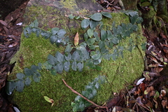 Rhaphidophora