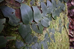 Rhaphidophora