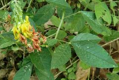 Crotalaria pallida